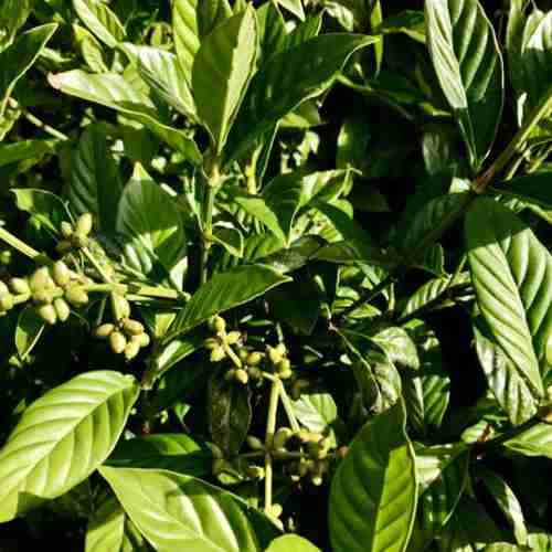 psychotria-viridis-chacruna-fresca