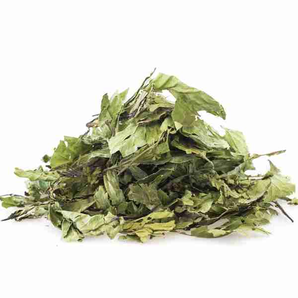 psychotria-viridis-chacruna
