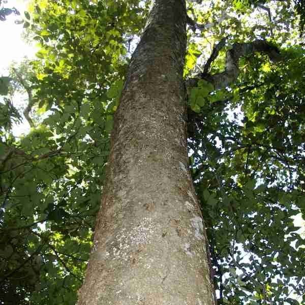 Platycyamus regnelii yawanawà