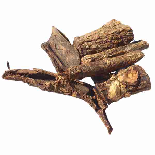 mulungu-albero