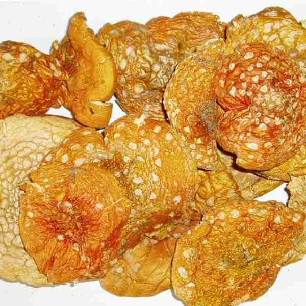 Amanita Muscaria Dried Cerimona and Microdosing