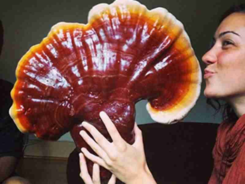 ganoderma Lucidu reishi Ling Zhi