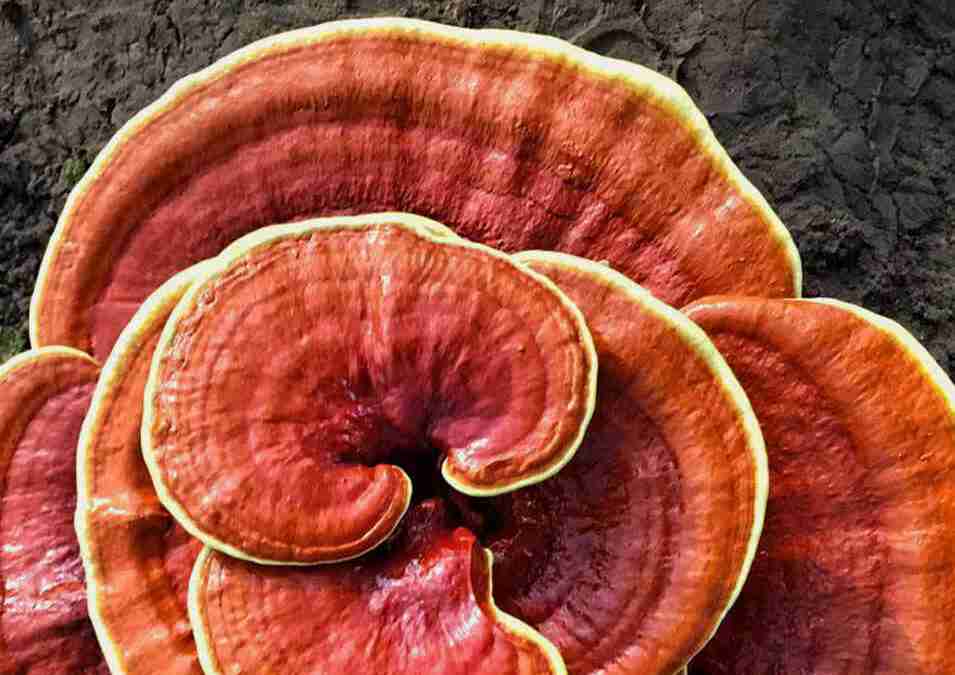 Reishi Ling Zhi (Ganoderma Lucidum) Red 100% organic - whole dried