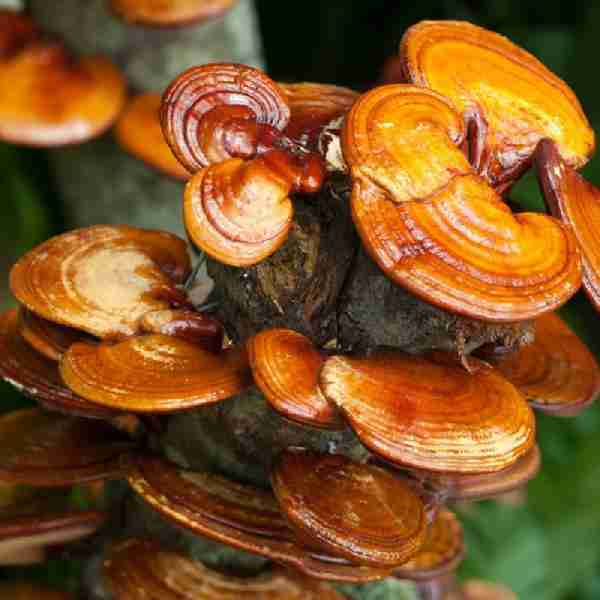 ganoderma Lucidu reishi Ling Zhi(10)