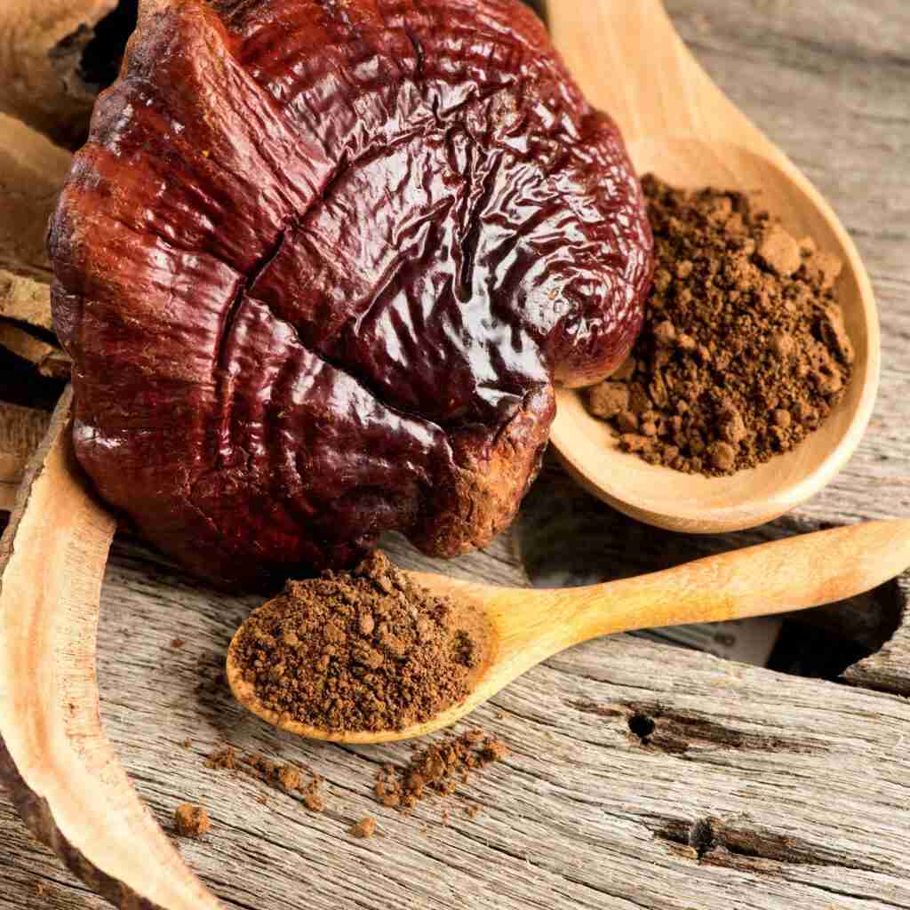 Reishi Ling Zhi (Ganoderma Lucidum) Red 100% BIO - Extract Powder 5:1