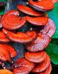ganoderma