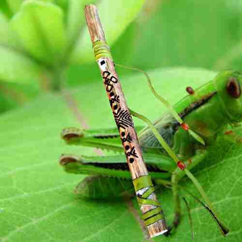 to-Siyotanka-Grasshopper