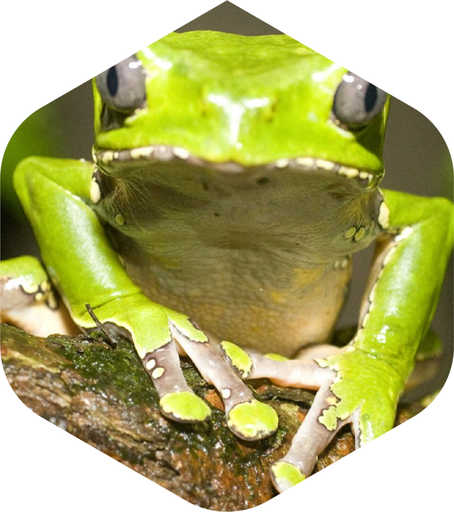 Kambo Paletta Stick Super Disintossicante Perù Amazonia